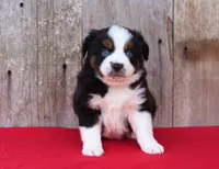 Knight, a male Toy Australian Shepherd for sale in Weir, MS – Photo 1 of 2