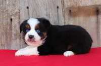 Knight, a male Toy Australian Shepherd for sale in Weir, MS – Photo 2 of 2