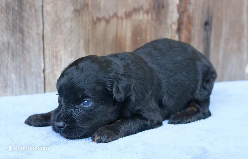 Colt (Toy) – Miniature Aussiedoodle puppy for sale in Weir, MS