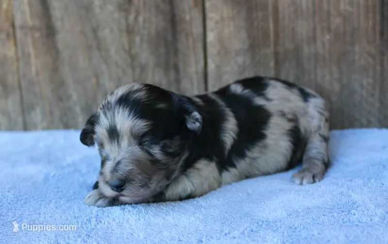 Dane – Miniature Aussiedoodle puppy for sale in Weir, MS
