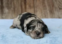 Chrissy (Toy), a female Miniature Aussiedoodle for sale in Weir, MS – 3 of 3