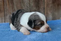 Kaci, a female Miniature Aussiedoodle for sale in Weir, MS – 3 of 3