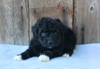 Elinor (toy), a female Miniature Aussiedoodle for sale in Weir, MS – 5 of 5