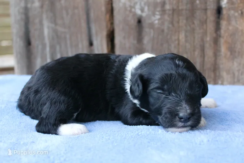 Jenson – Miniature Aussiedoodle puppy for sale in Weir, MS