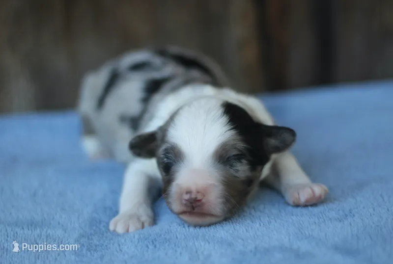 Dalton – Miniature Aussiedoodle puppy for sale in Weir, MS