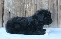 Elinor (toy), a female Miniature Aussiedoodle for sale in Weir, MS – 4 of 5