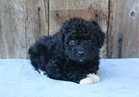 Elinor (toy), a female Miniature Aussiedoodle for sale in Weir, MS – 2 of 5