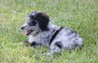 Chrissy (Toy), a female Miniature Aussiedoodle for sale in Weir, MS – 4 of 5