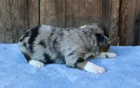 Jagger, a male Miniature Aussiedoodle for sale in Weir, MS – 4 of 6