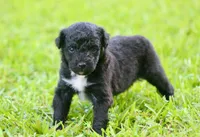 Alexa (Toy), a female Toy Australian Shepherd for sale in Weir, MS – 2 of 2