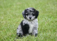 Chrissy (Toy), a female Miniature Aussiedoodle for sale in Weir, MS – 3 of 3