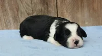 Cora (toy), a female Miniature Aussiedoodle for sale in Weir, MS – 2 of 3