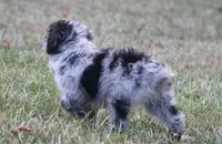Chrissy (Toy), a female Miniature Aussiedoodle for sale in Weir, MS – 8 of 9