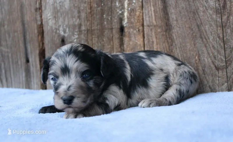 Dane – Miniature Aussiedoodle puppy for sale in Weir, MS