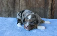 Jagger, a male Miniature Aussiedoodle for sale in Weir, MS – 2 of 6