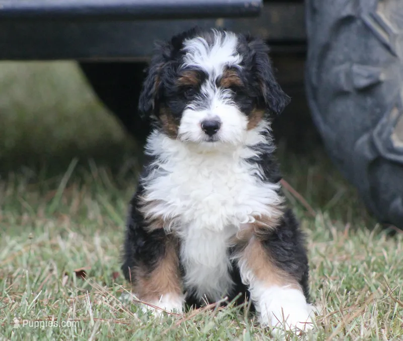 Kyle – Miniature Aussiedoodle puppy for sale in Weir, MS