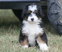 Kyle, a male Miniature Aussiedoodle for sale in Weir, MS – 1 of 6