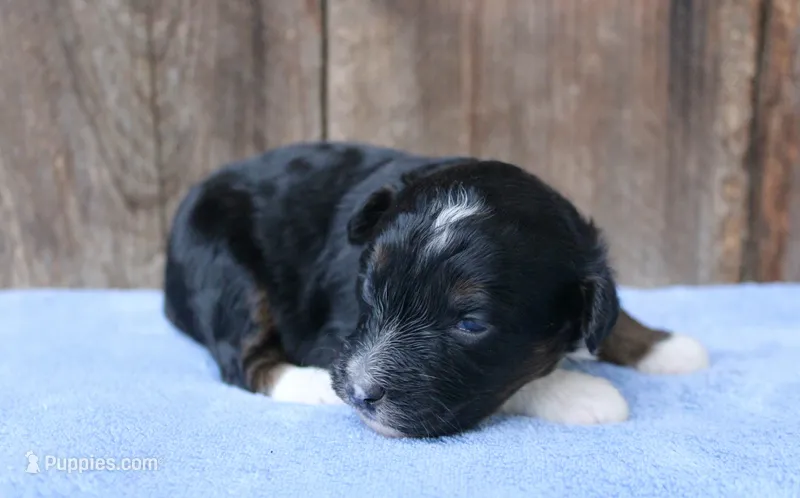 Janise – Miniature Aussiedoodle puppy for sale in Weir, MS