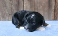 Janise, a female Miniature Aussiedoodle for sale in Weir, MS – 1 of 5
