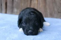 Jason, a male Miniature Aussiedoodle for sale in Weir, MS – 4 of 4