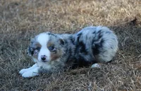 Sam (reduced), a male Miniature Australian Shepherd for sale in Weir, MS – Photo 3 of 4