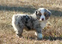 Sam (reduced), a male Miniature Australian Shepherd for sale in Weir, MS – Photo 1 of 4