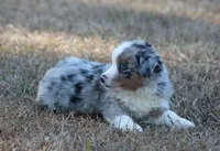 Sam (reduced), a male Miniature Australian Shepherd for sale in Weir, MS – Photo 2 of 4