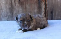 Ella, a female Toy Australian Shepherd for sale in Weir, MS – Photo 1 of 3