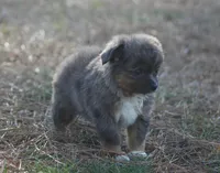 Ella (Tiny toy), a female Toy Australian Shepherd for sale in Weir, MS – Photo 2 of 3