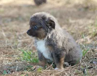 Ella (Tiny toy), a female Toy Australian Shepherd for sale in Weir, MS – Photo 1 of 3