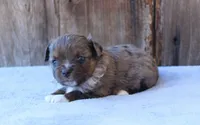 Ella, a female Toy Australian Shepherd for sale in Weir, MS – Photo 3 of 3