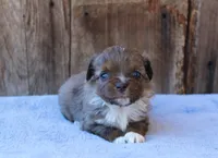Ella, a female Toy Australian Shepherd for sale in Weir, MS – Photo 2 of 3
