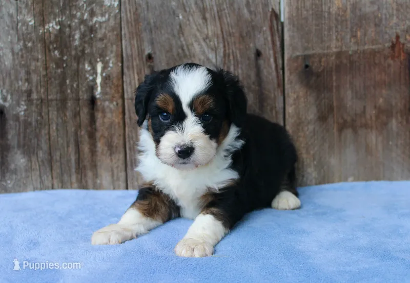 Kadin – Miniature Aussiedoodle puppy for sale in Weir, MS