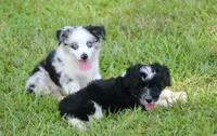 Ace, a male Toy Australian Shepherd for sale in Weir, MS – 3 of 3