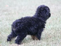 Kendall (toy), a male Miniature Aussiedoodle for sale in Weir, MS – 4 of 6