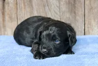 Jack (BET), a male Miniature Aussiedoodle for sale in Weir, MS – Photo 2 of 3