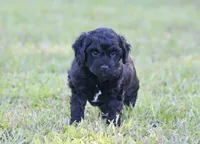 Jack (BET), a male Miniature Aussiedoodle for sale in Weir, MS – 3 of 3