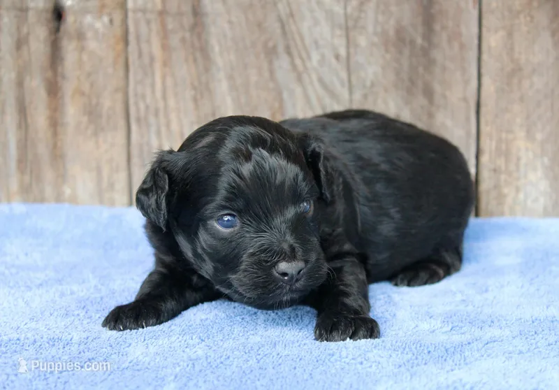 Jack (BET) – Miniature Aussiedoodle puppy for sale in Weir, MS