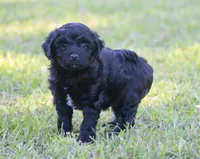 Jack (BET), a male Miniature Aussiedoodle for sale in Weir, MS – 2 of 3