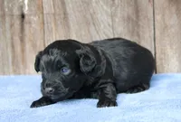 Jack (BET), a male Miniature Aussiedoodle for sale in Weir, MS – Photo 3 of 3