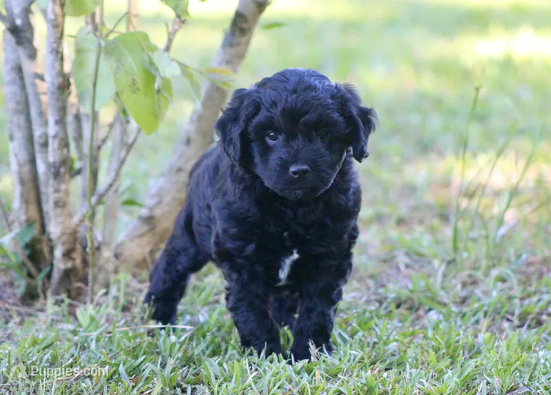 Jack (BET) – Miniature Aussiedoodle puppy for sale in Weir, MS