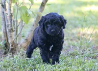 Jack (BET), a male Miniature Aussiedoodle for sale in Weir, MS – 1 of 3