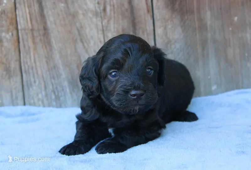 Jack (BET) – Miniature Aussiedoodle puppy for sale in Weir, MS