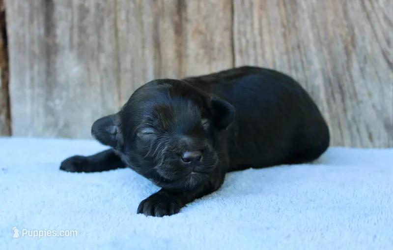 Jack – Miniature Aussiedoodle puppy for sale in Weir, MS