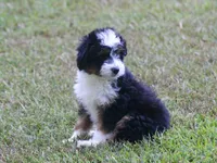 Kyle, a male Miniature Aussiedoodle for sale in Weir, MS – 5 of 6