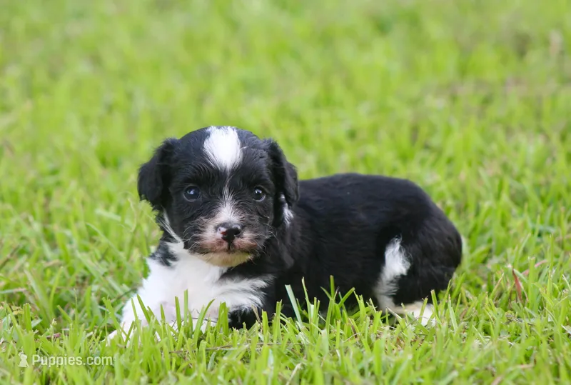 Andi , a male Toy Australian Shepherd for sale in Weir, MS – 1 of 2
