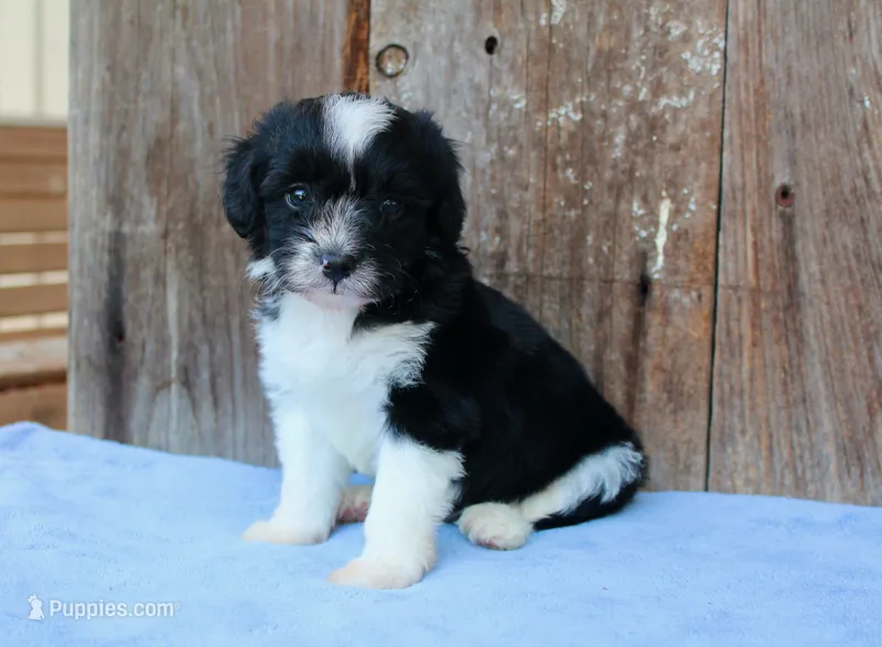 Andi  – Toy Australian Shepherd puppy for sale in Weir, MS