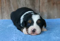 Kadin, a male Miniature Aussiedoodle for sale in Weir, MS – 3 of 3