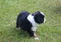 Kadin, a male Miniature Aussiedoodle for sale in Weir, MS – 5 of 6
