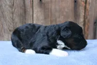 Janise, a female Miniature Aussiedoodle for sale in Weir, MS – 3 of 5
